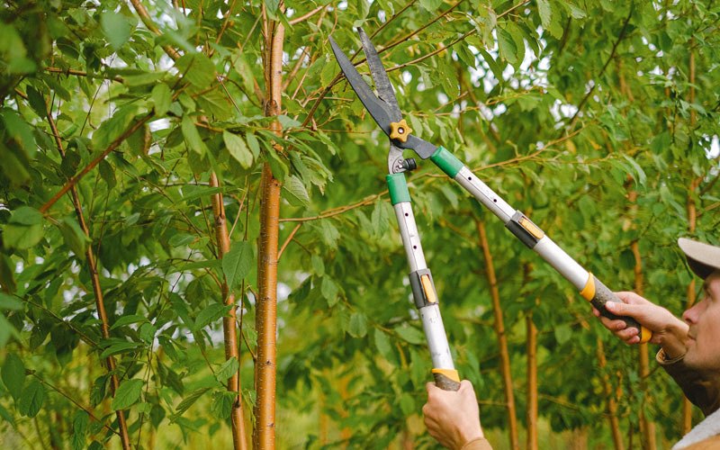 Tree trimming in Poland, IN
