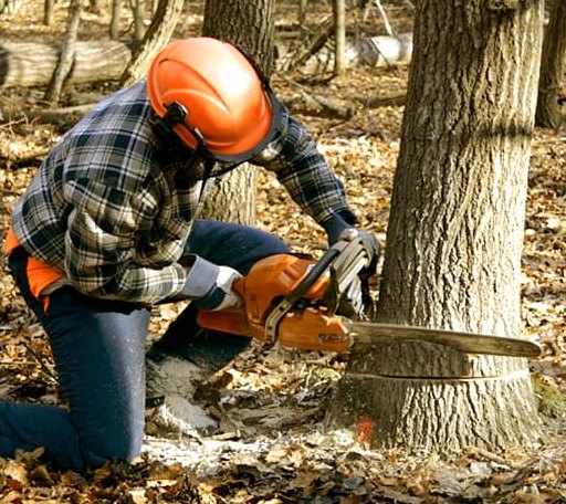 Tree Removal in Poland, IN